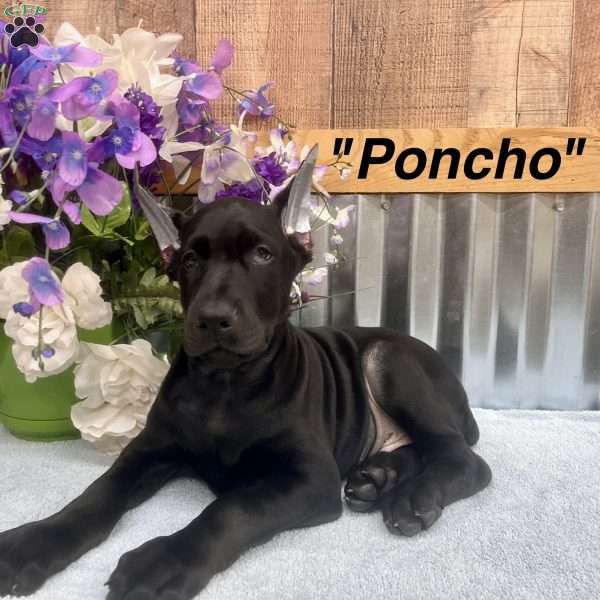 Poncho, Doberman Pinscher Puppy